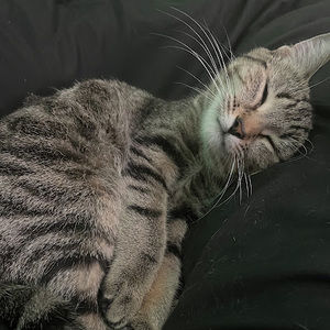 Meet your Posher, Elaina